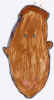 shaim.jpg (15604 bytes)